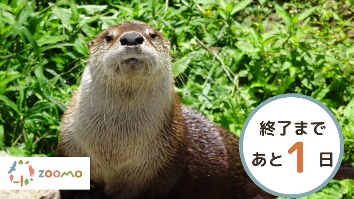 【残り1日】ネクストゴール挑戦中！達成率がついに120％を越えました！