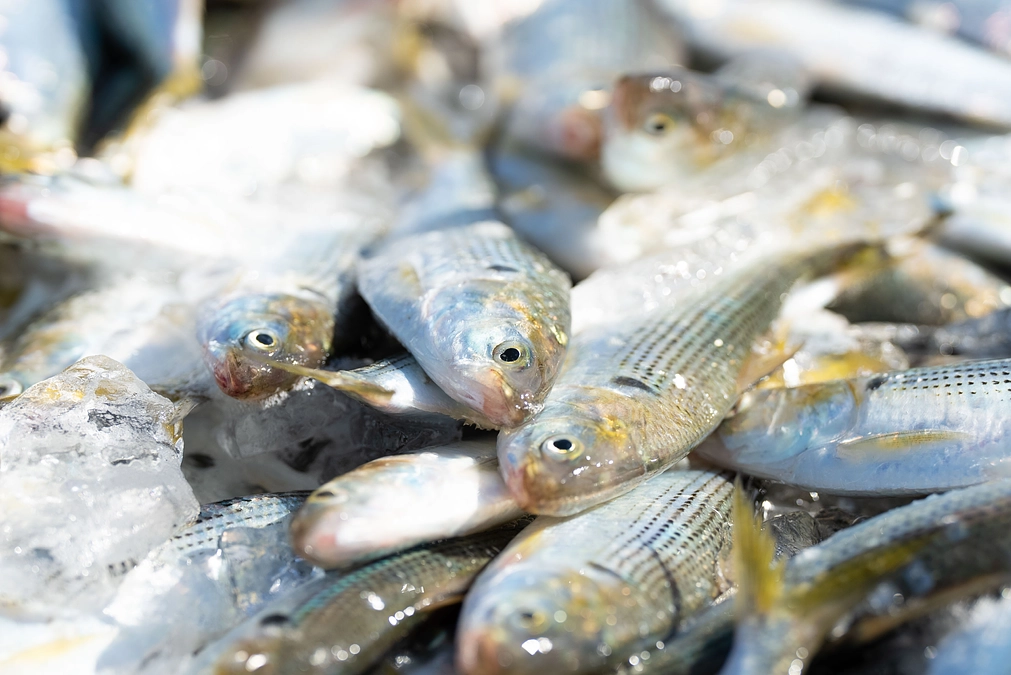 東京湾の未利用魚「コノシロ」活用プロジェクト開始！