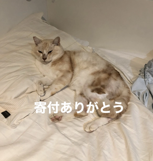 きなこちゃん部屋の中であたたかそうに寝ているのが可愛い