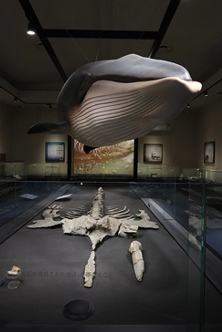 しんちゃんクジラ６