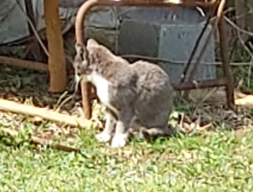 現場に出向いて柏市愛護センターへ