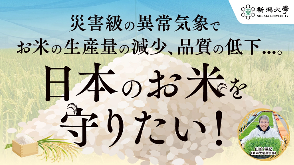 「温暖化や気候変動に強い米の新品種と栽培対策技術の開発のためのクラウドファンディング」のご紹介