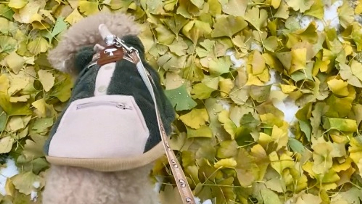 ラフくん術後２か月検診のご報告