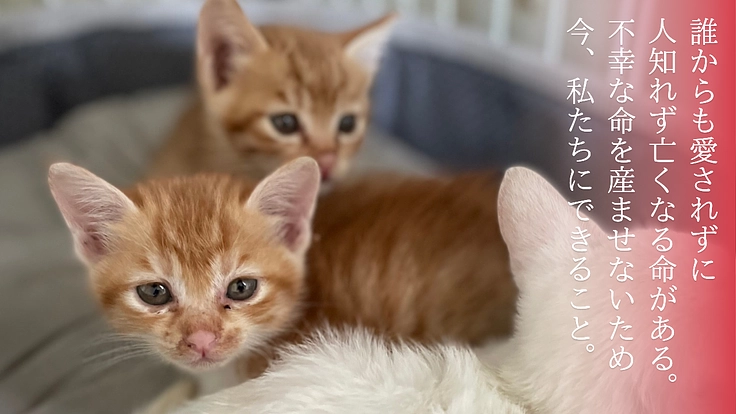 わにゃんこ愛媛｜移動式手術室でTNR活動のさらなる進化へ【第二弾】 2枚目