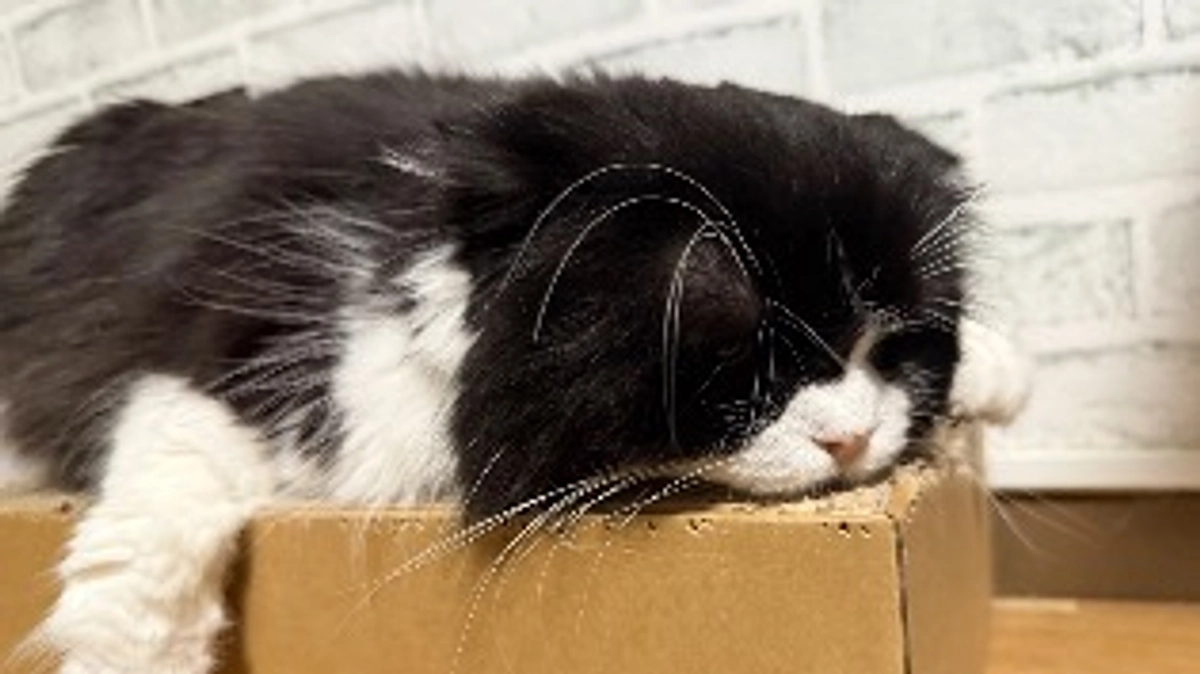 みなさまの暖かいご支援、ありがとうございます。