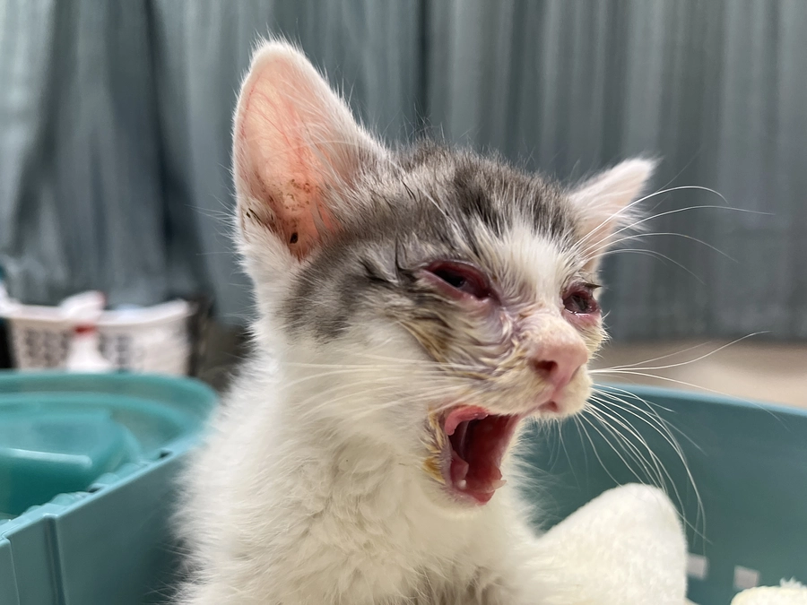 皆様のお力が必要です！