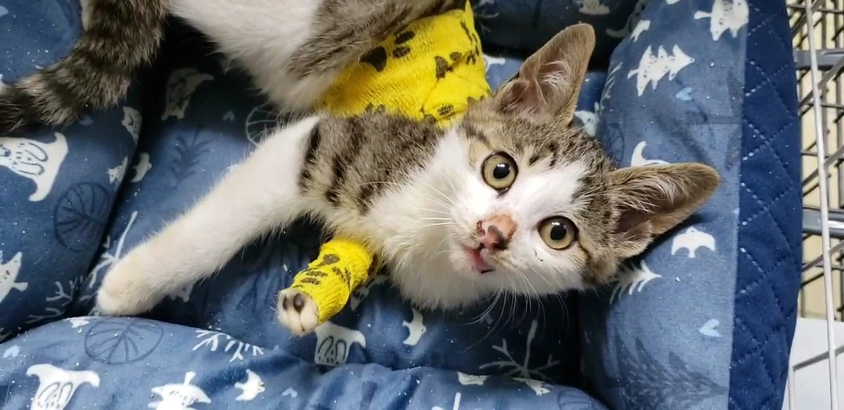 イナクル君の診察結果