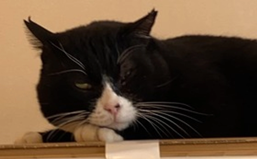 保護猫ブーのご支援（1）