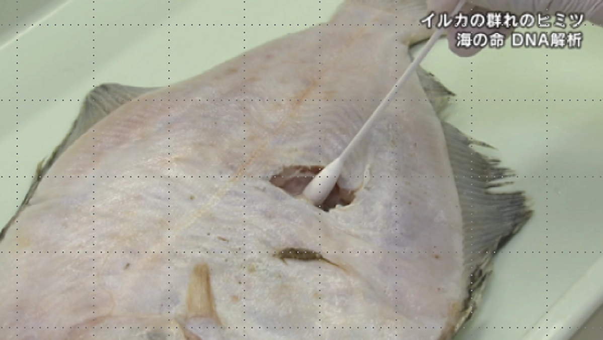 講演会報告『北海道へ来遊する鯨類の生態調査―DNAから何が見える？―』