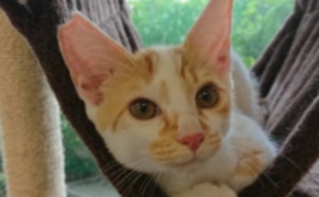 皆様の応援が集まり大きな力になります