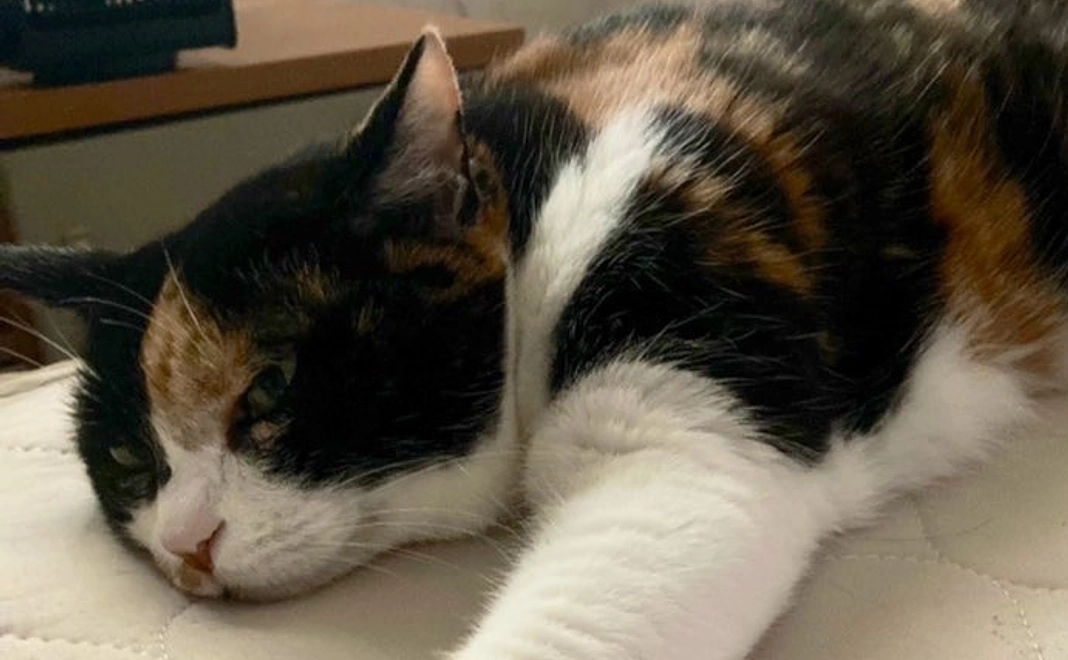 ＜リターン不要＞モモへのご支援_1,000円