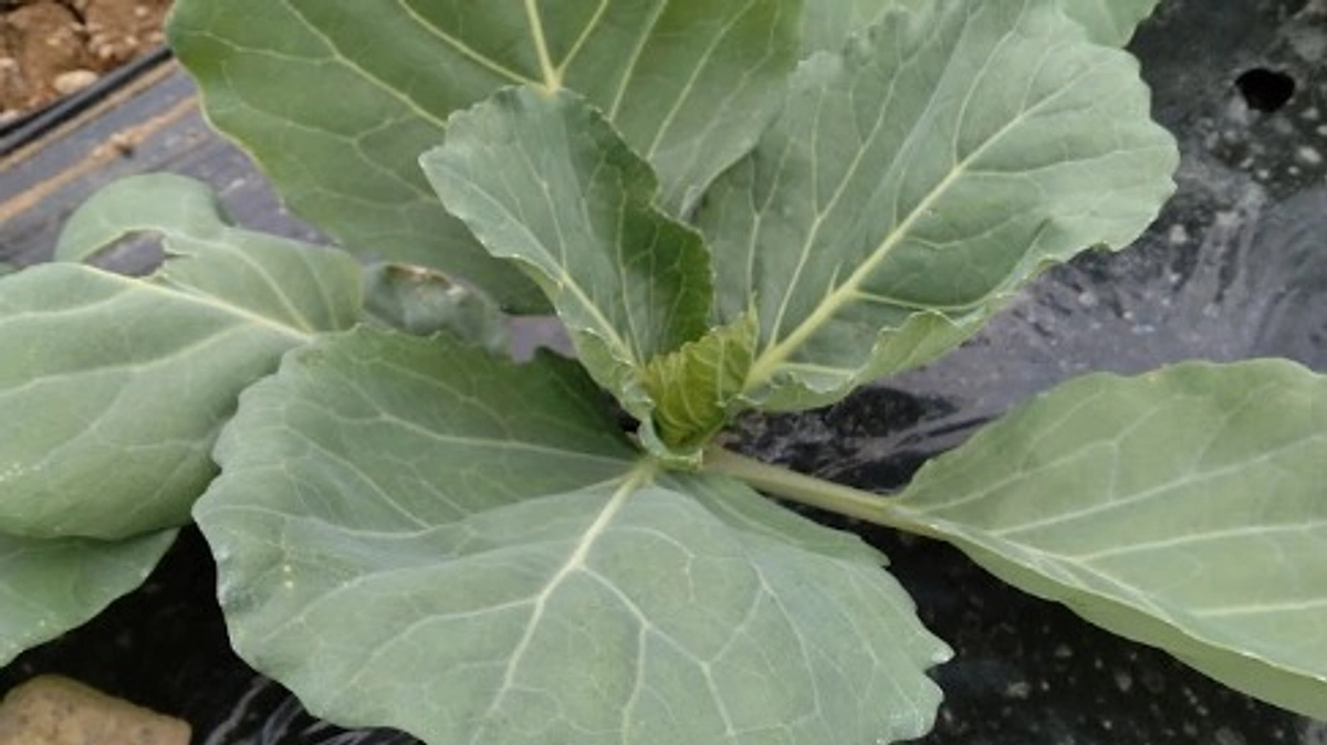 グリーンボールを植えました！　～その２　アブラムシをやっつけろ！～