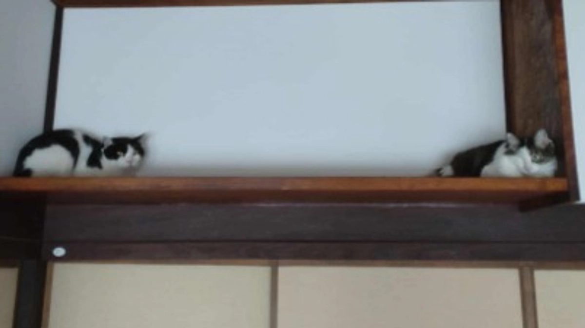 猫たちの様子　9月17日