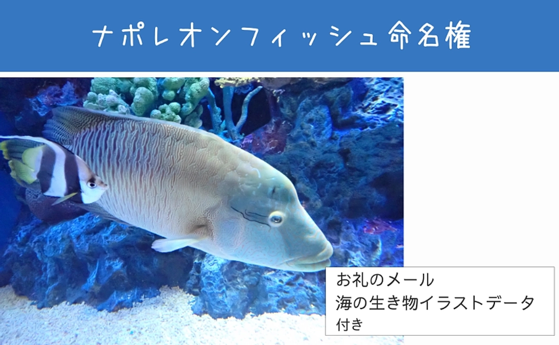【リターン紹介】体験で応援｜ナポレオンフィッシュ命名権