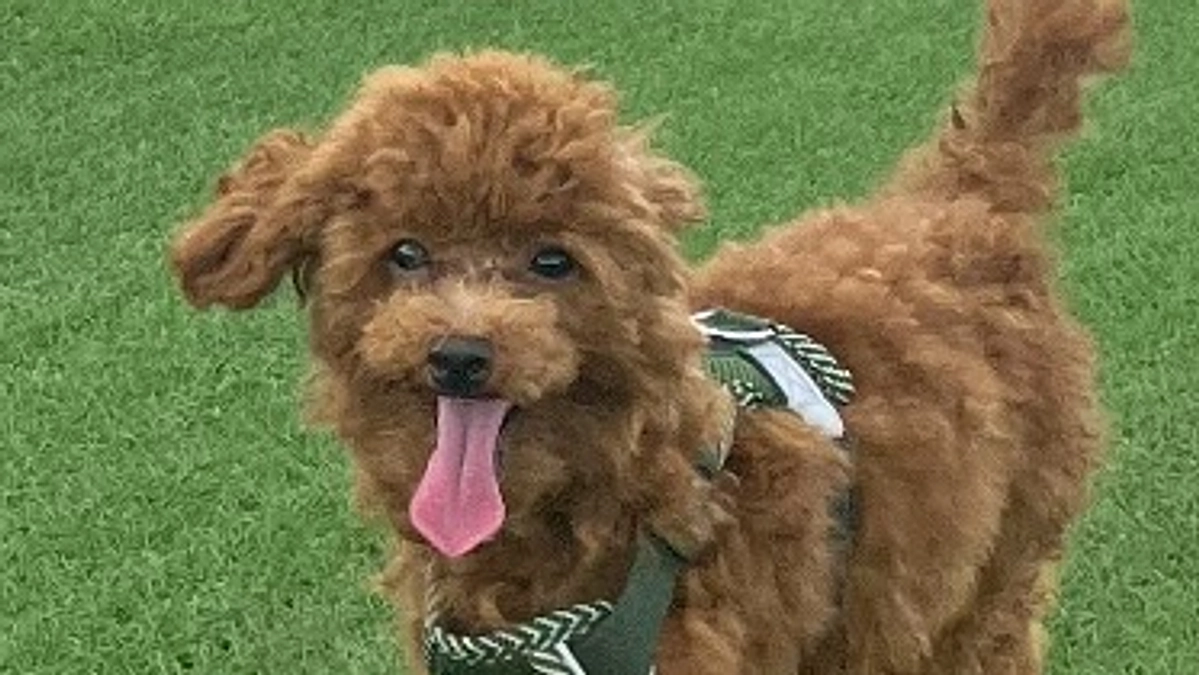 無事に達成いたしました！ありがとうございました！