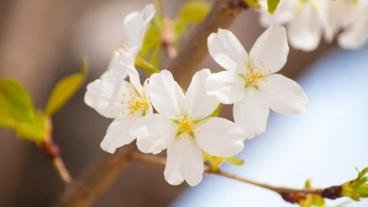 障がい者事業所のみんなで北海道に100本の桜を植える！