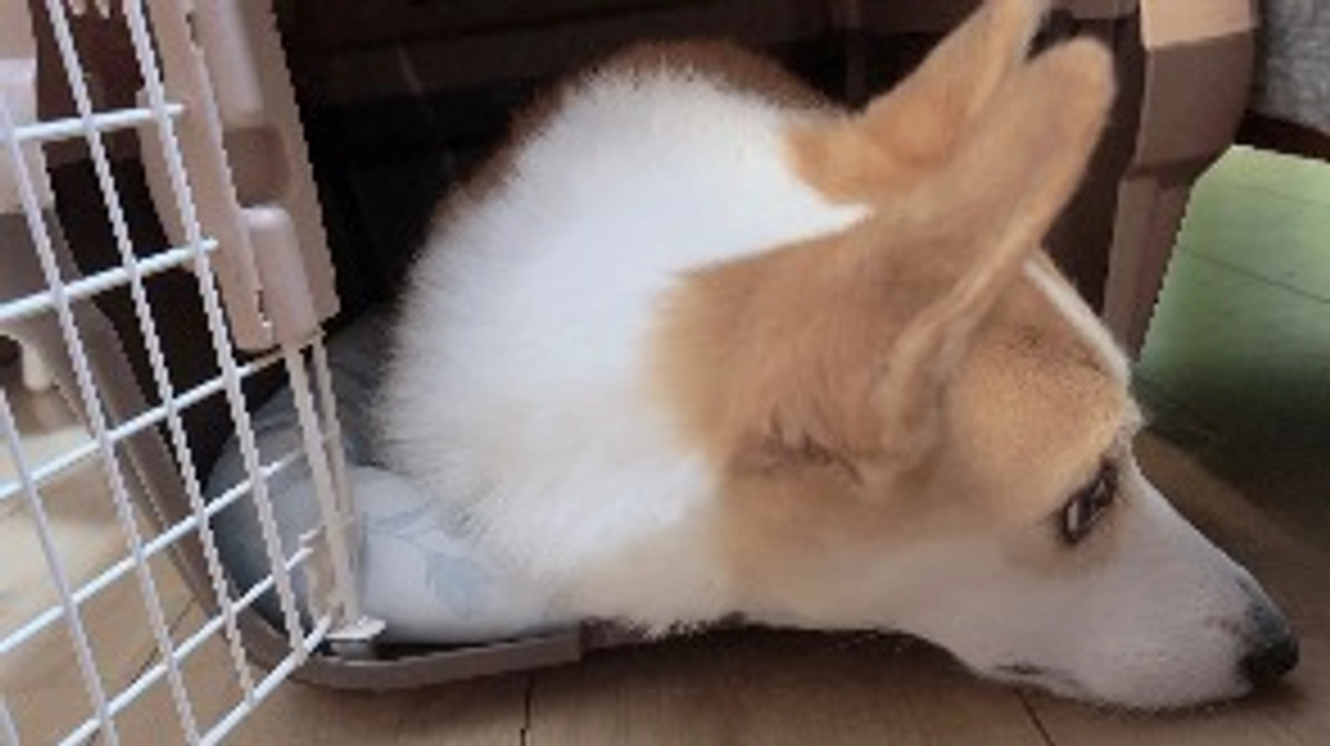 本日7回目の抗がん剤予定日でしたが延期になりました🙌🏻