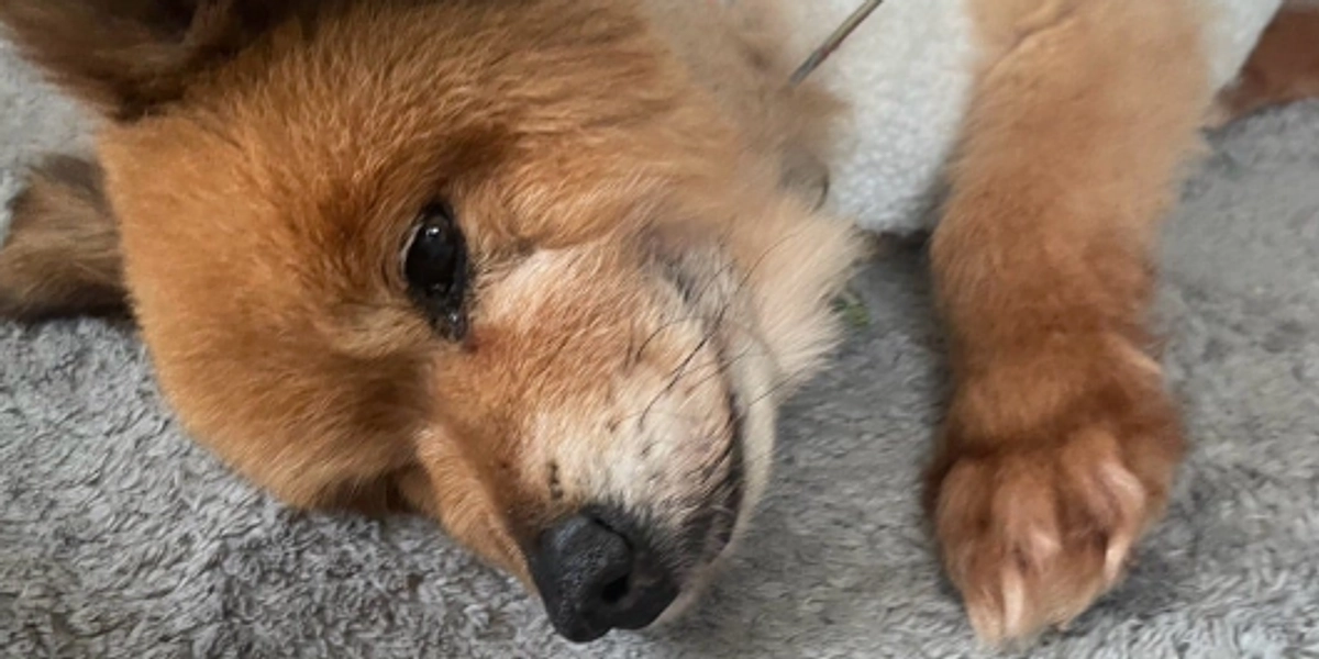 ラキの変遷、そして残り9日となりました