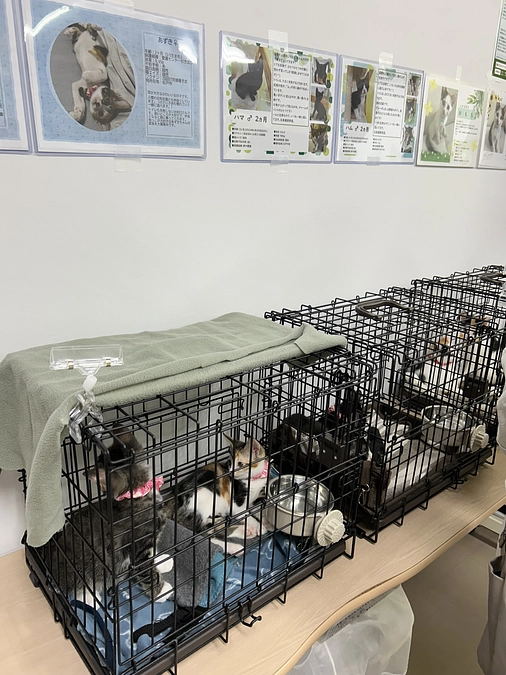 子猫だらけの譲渡会の報告