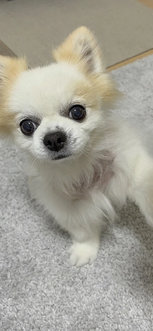 🌸チーくん、ついに復活です😭✨