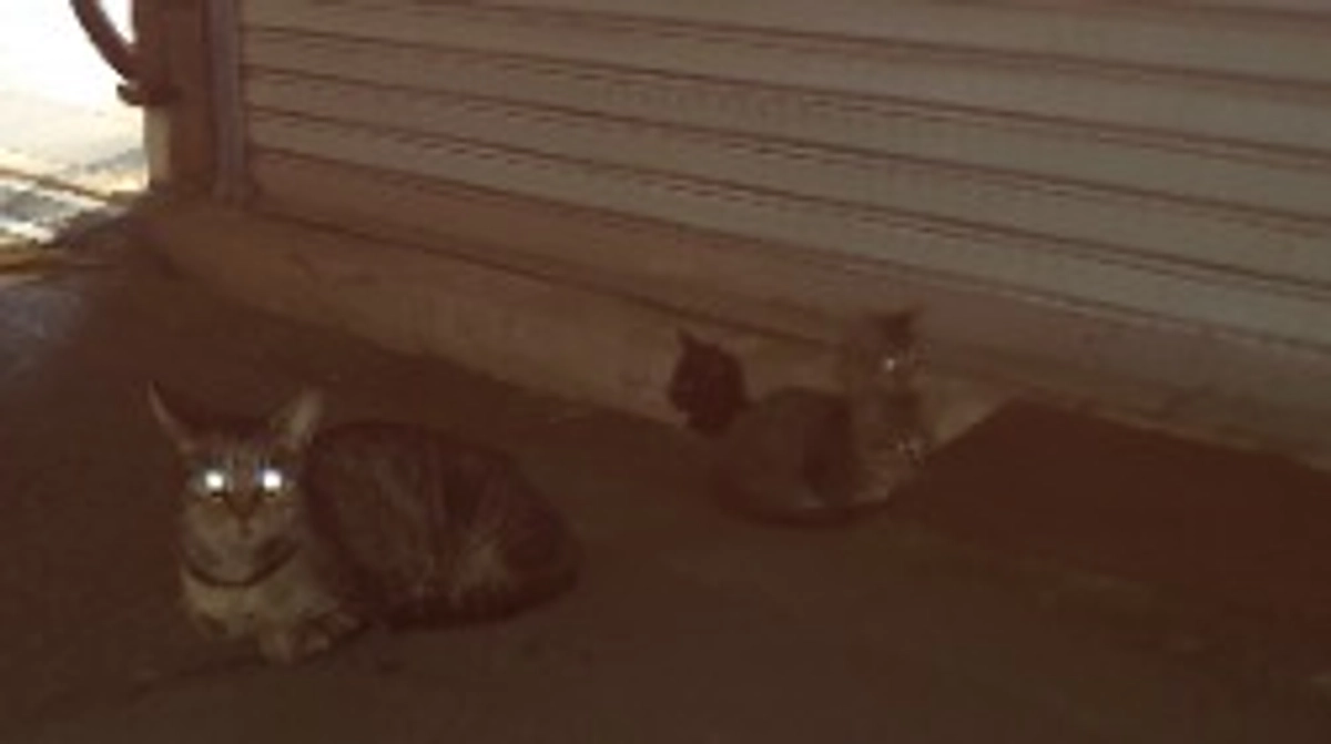 餌場に仔猫を連れてきた。