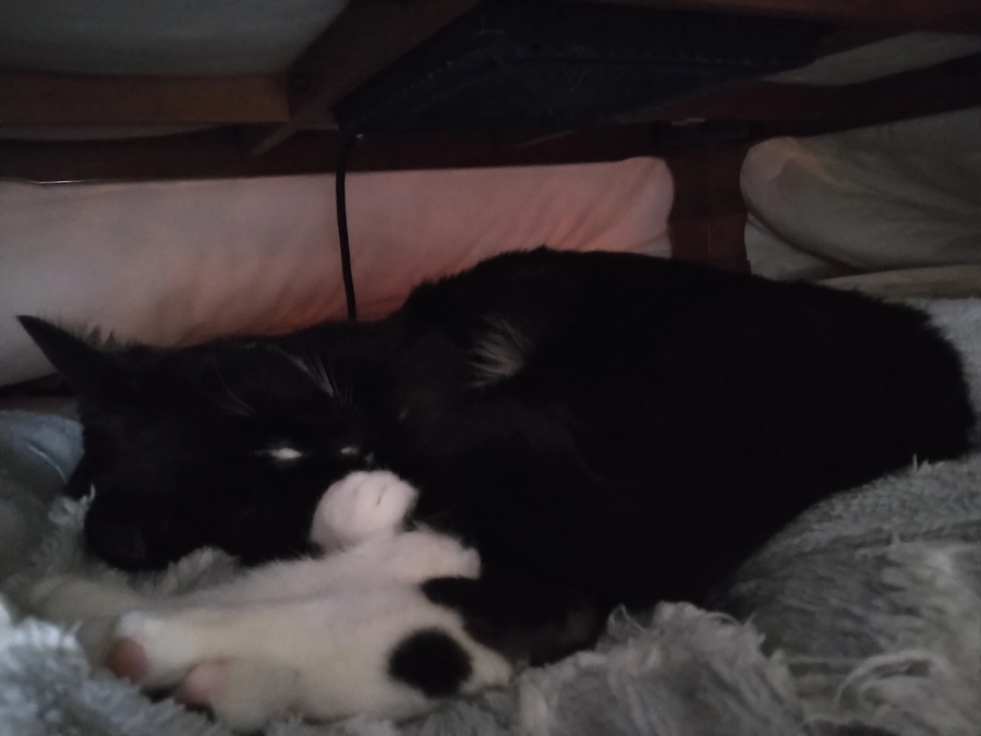 1/31はなちゃんの様子