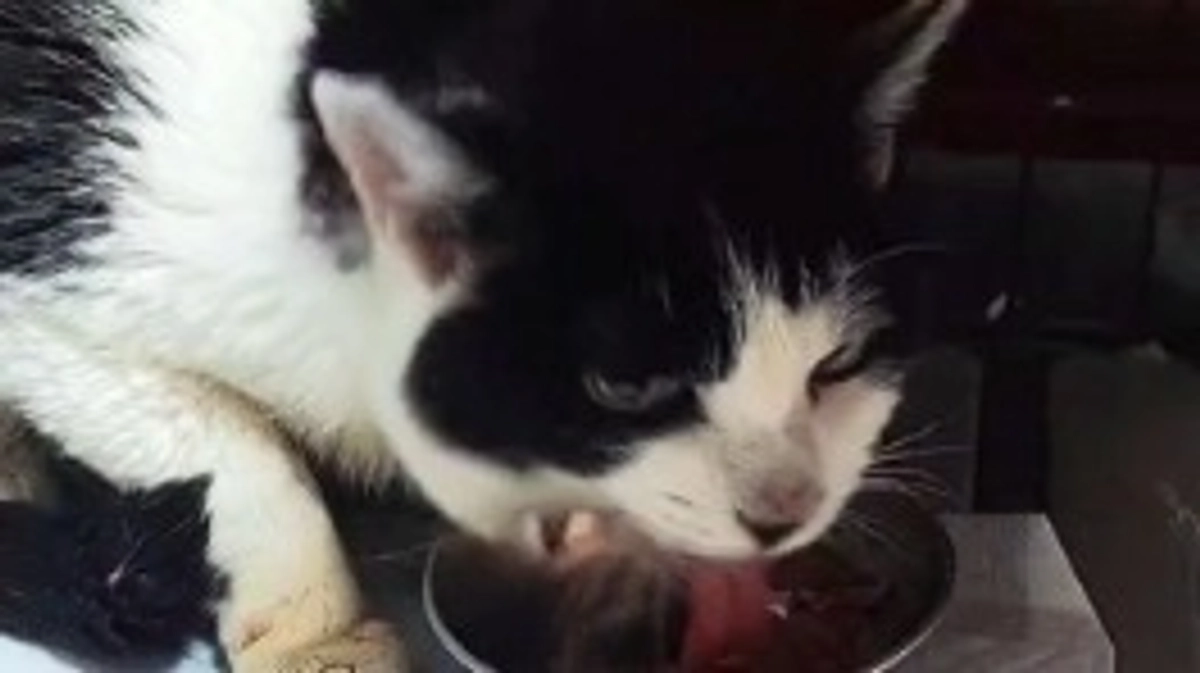 マリアの様子🐱