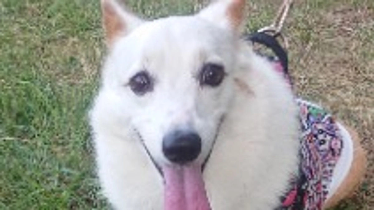 クルミ、リンパ腫治療経過