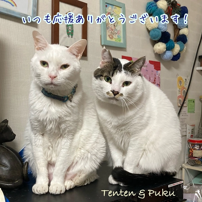 継続寄付1月分のご報告と2月収支報告