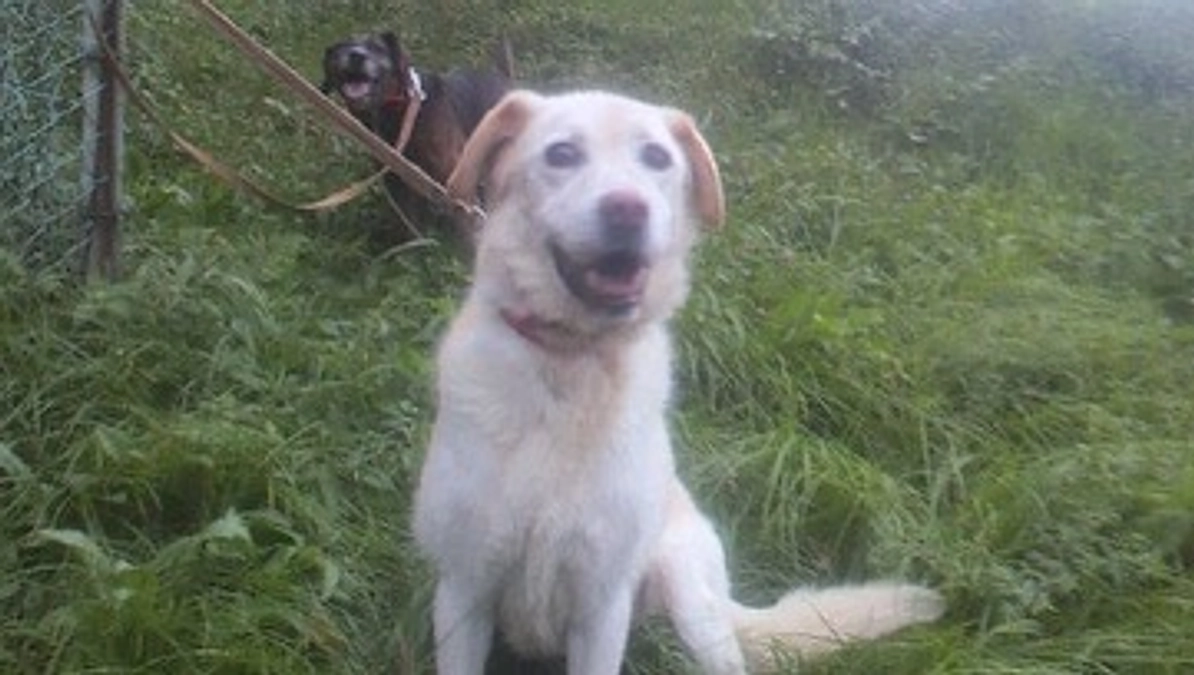 犬を知れば知るほど、その個体から感じることは増えます