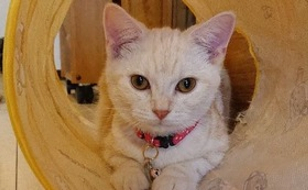 ララちゃんを助けて 3,000円【感謝のメール】