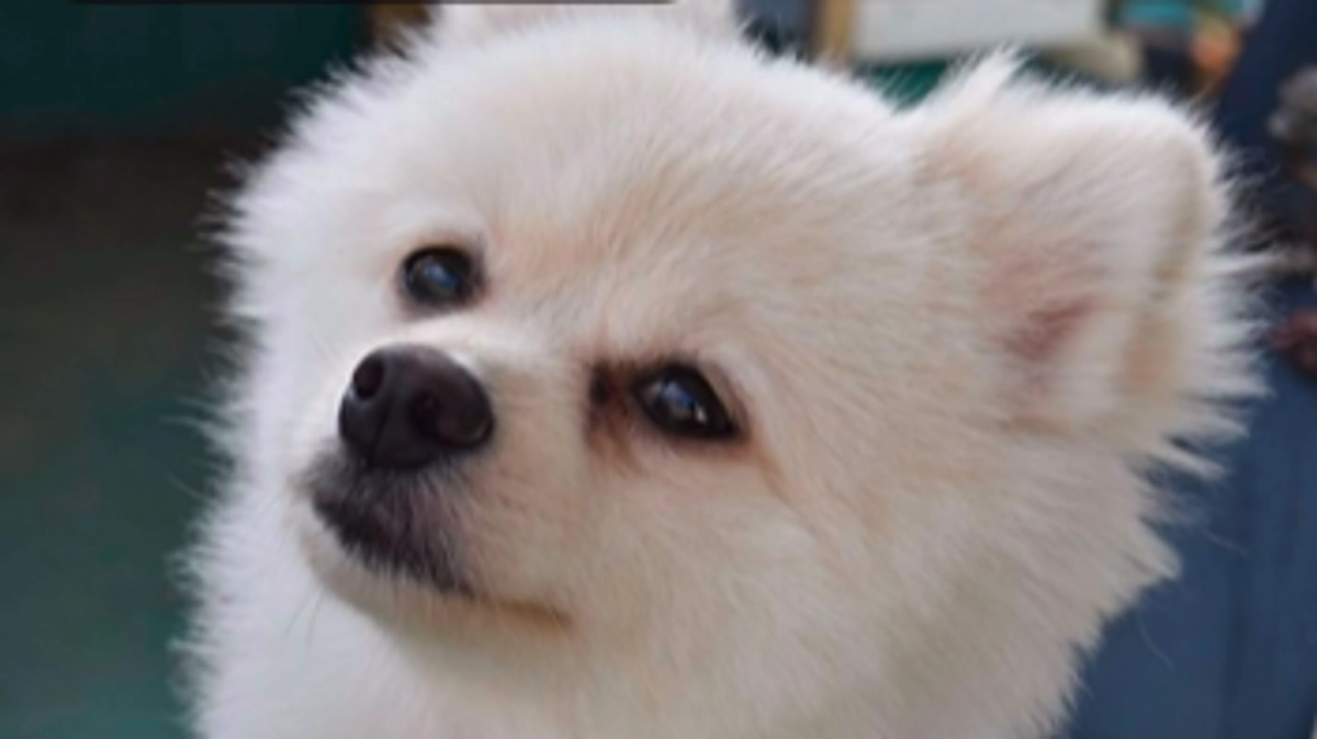 公開３６日目（残り３日）