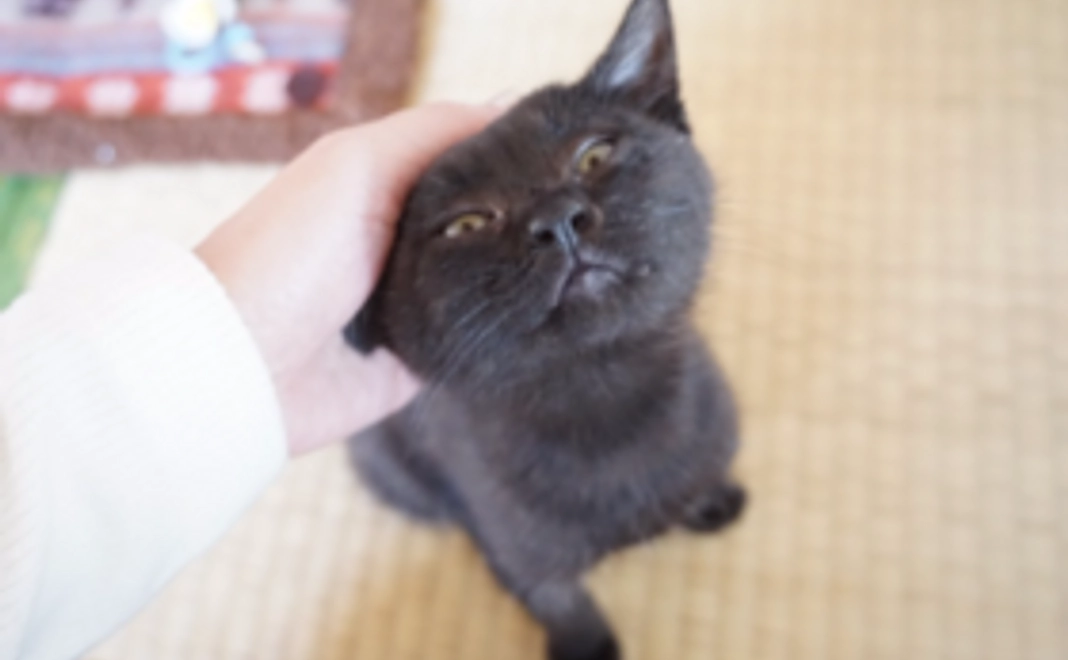 [応援コース]仔猫の離乳食、または粉ミルク代約一ヶ月分の資金を残すことができます