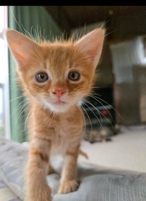 国産キウイを食べて保護猫活動を支援