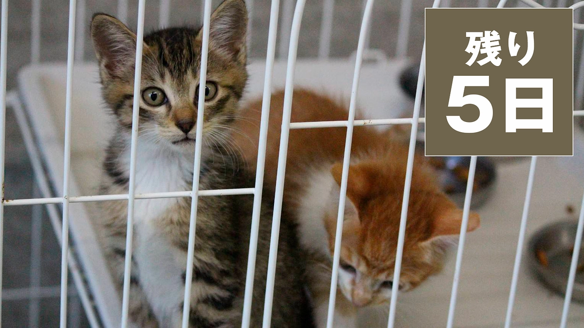 残り5日となりました！