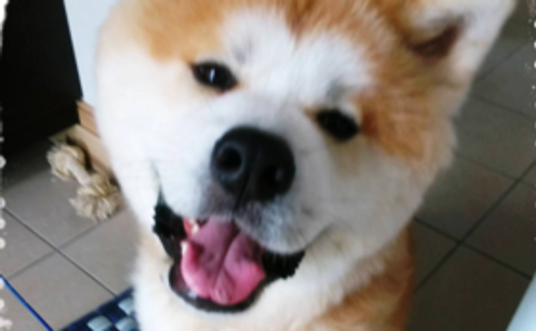 塩竃の藻塩「フラワーソルト」＆犬舎にステンレスのプレートにお名前を掲示します！