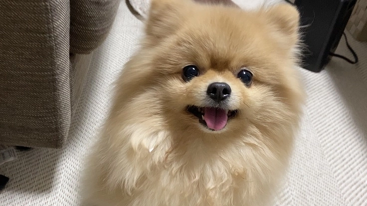 重い病気と闘う元保護犬ぽかりの小さな命を助けてください