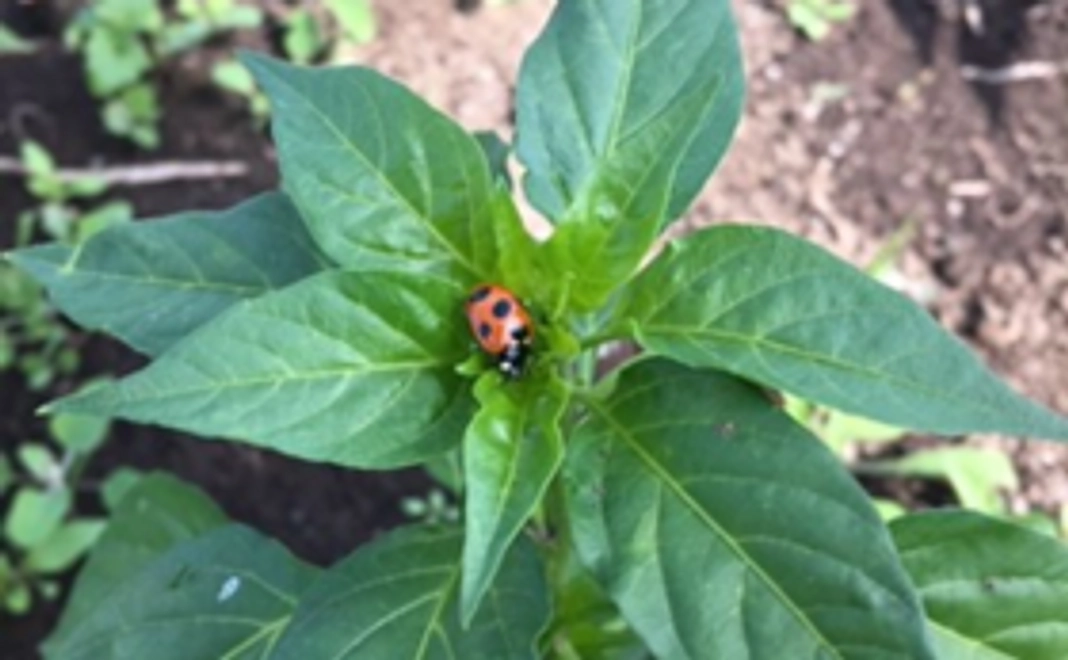 あなたの志で女性と子どもの居場所づくりを！　【幸せを運ぶテントウムシコース】