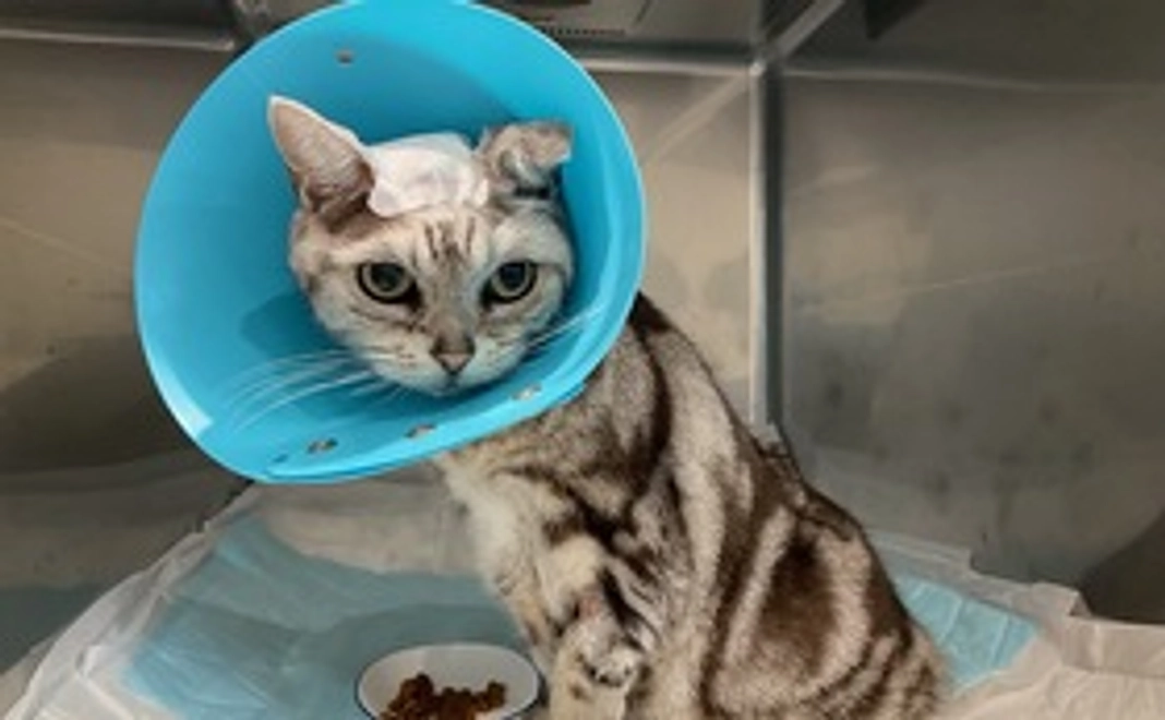 マスオを応援！１，０００円コース