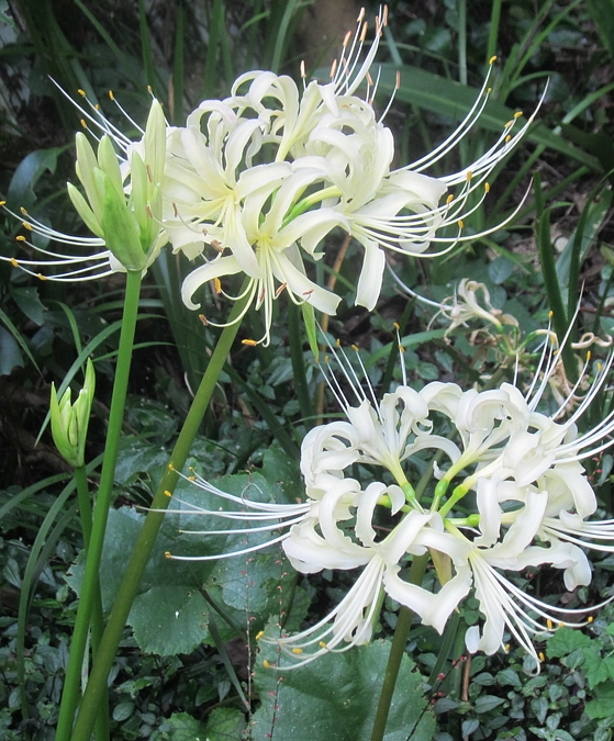 【残り日数9日】ご支援ご協力をいただき心からお礼申し上げます