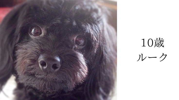 (僧帽弁閉鎖不全症)の手術・治療費用のご支援をお願いいたします