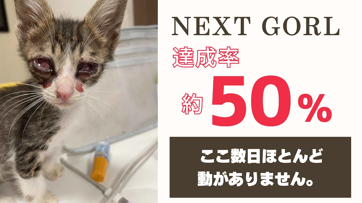 命の灯を守りたい・・・保護猫活動への支援をお願いします【カウントダウン25日！】