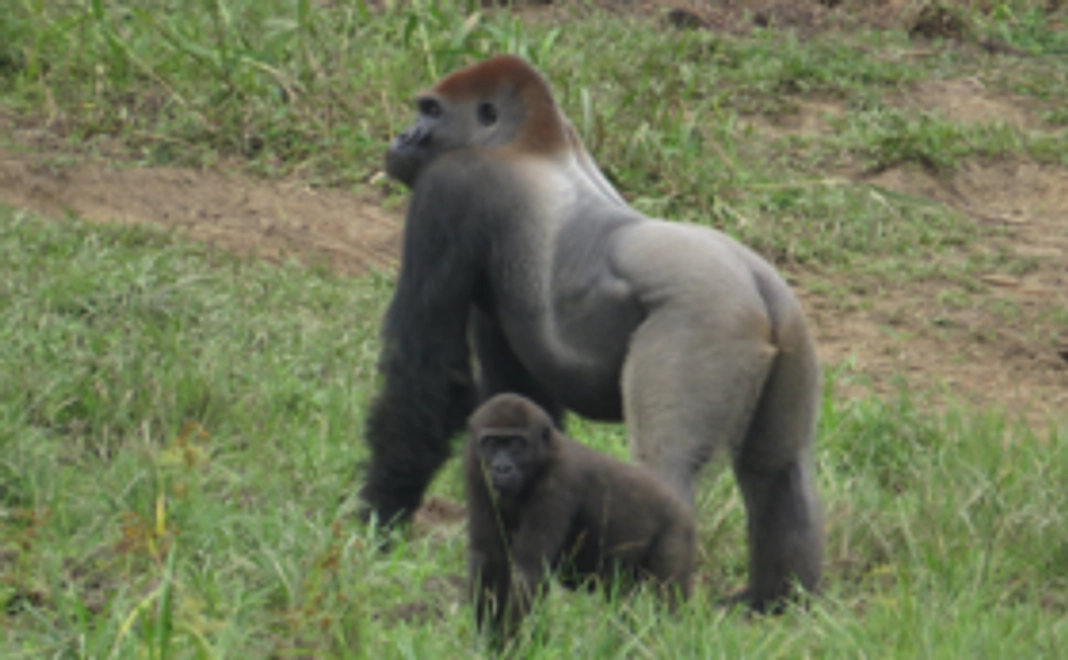 お気持ちコース