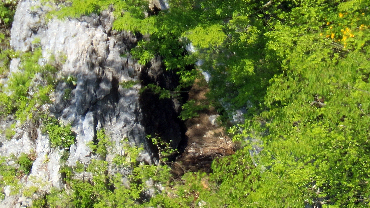 伊吹山のイヌワシ繁殖状況2025年5月15日　繁殖失敗