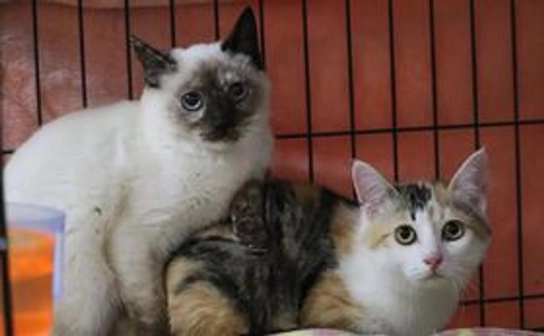 猫達を応援コース