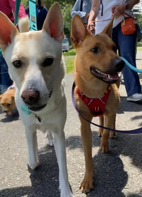 お散歩は犬も人もスタート時の心の状態が大切！