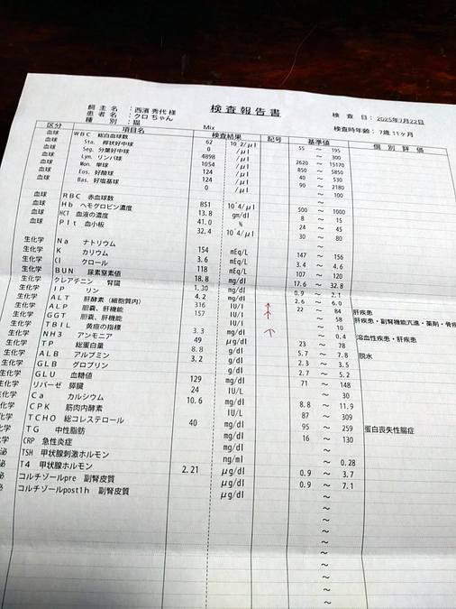 クロ君💕~検査💦