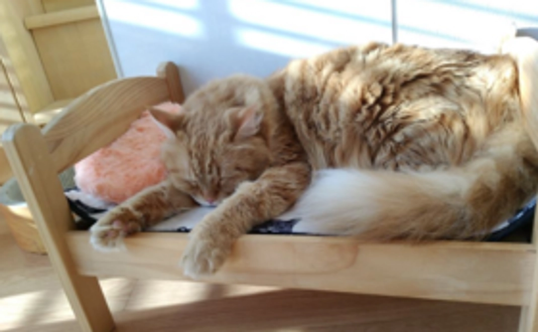 🐾里親探しが困難な猫たちを全力応援🐾