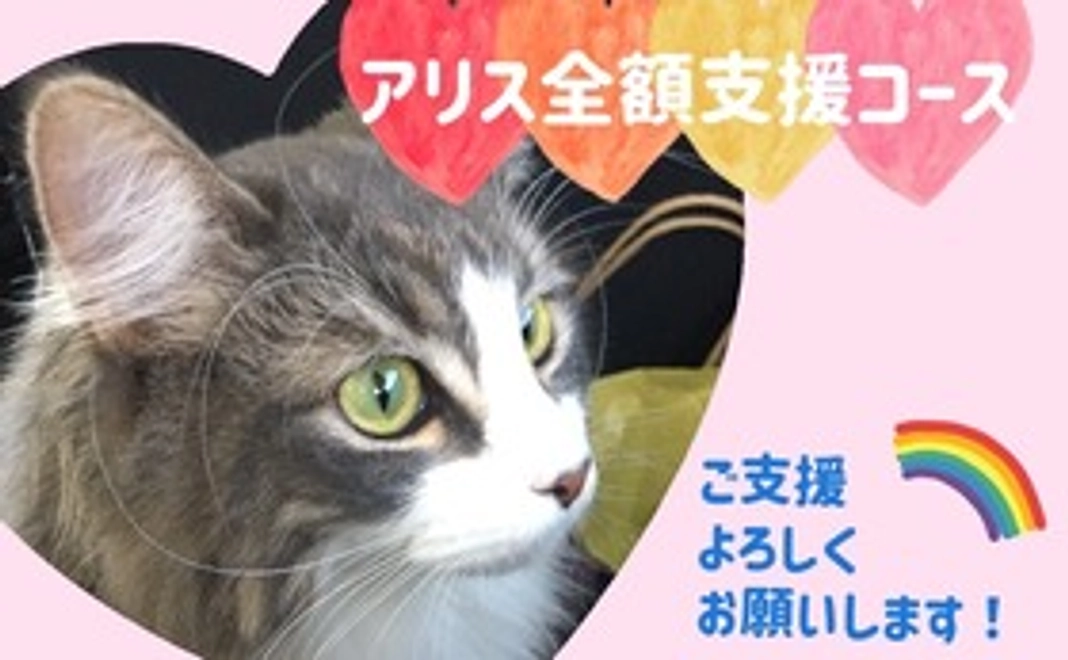 アリス全額支援コース　３０００
