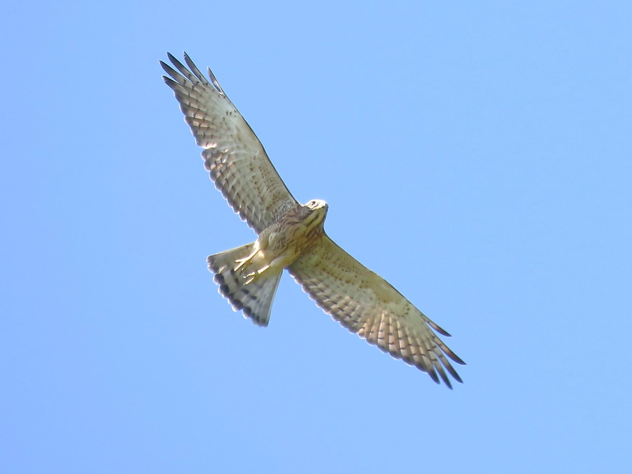 奈良猛禽類研究会のサシバの調査活動のご紹介